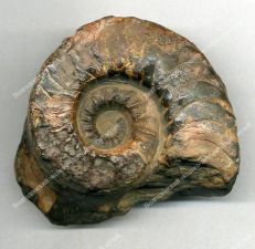 Аммонит - ископаемый головоногий моллюск. Карбон ~ 250 млн. лет (каменноугольный период). Окаменелость.